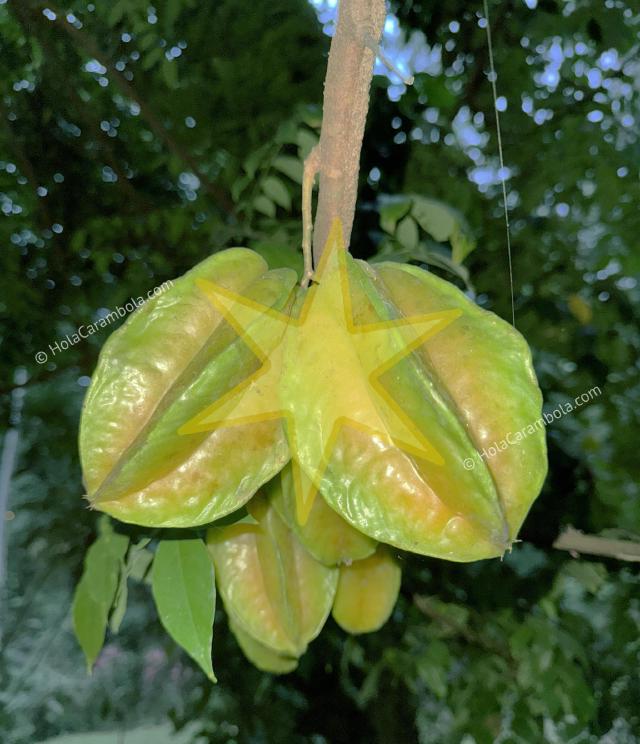 Carambola Fruit on the Tree Carambola Fruit on the Tree